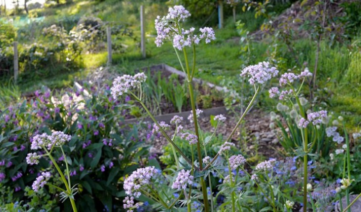 نحوه تکثیر سنبل‌الطیب